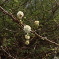 Vachellia planifrons (Wight & Arn.) Ragup., Seigler, Ebinger & Maslin